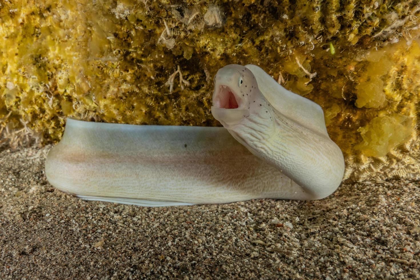 Morena mooray lycodontis undulatus en el mar rojo, eilat israel foto