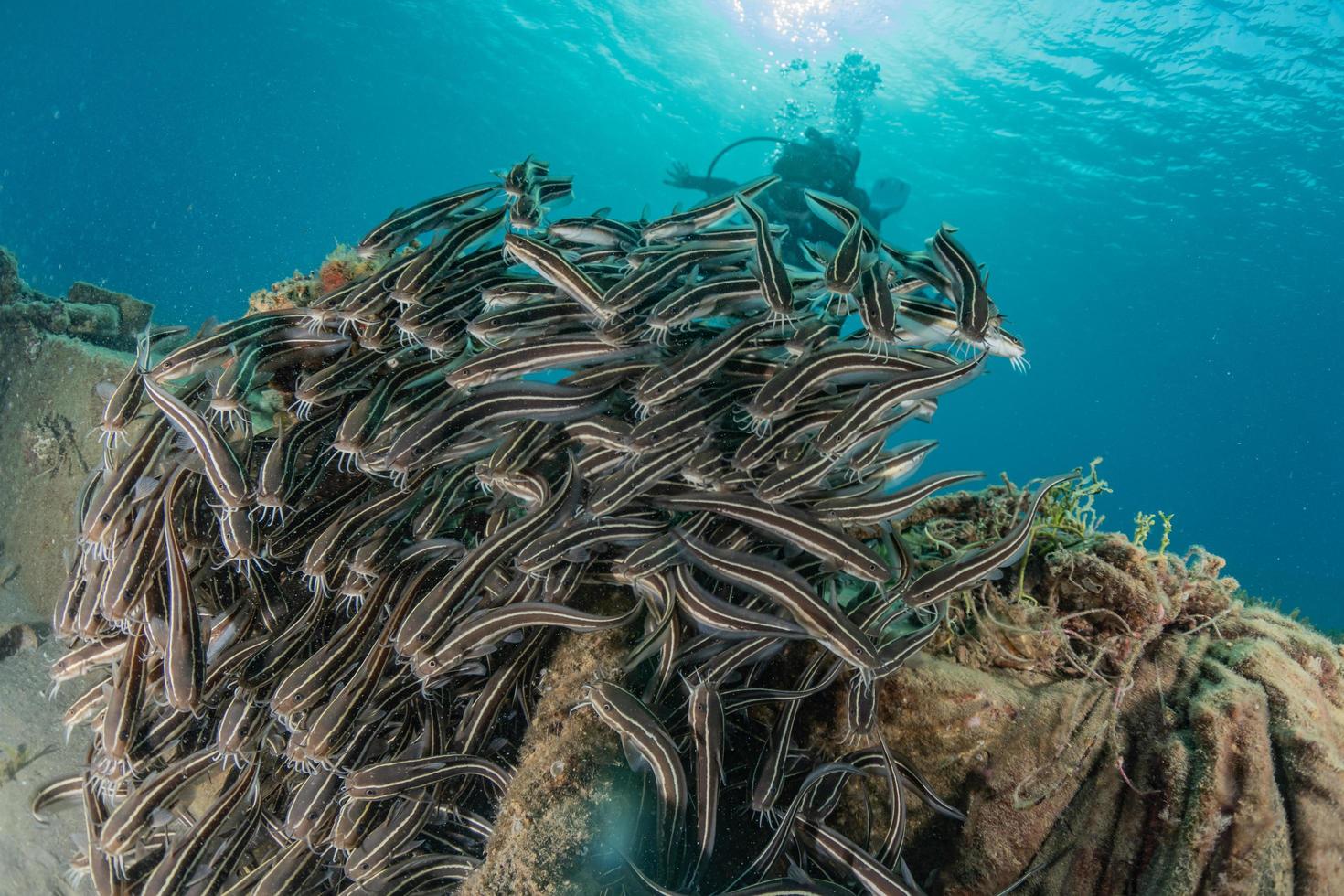 Fish swim in the Red Sea, colorful fish, Eilat Israel photo