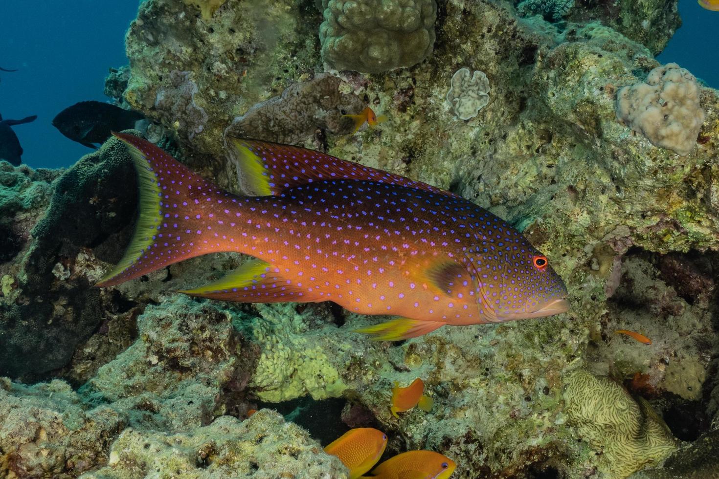 Fish swim in the Red Sea, colorful fish, Eilat Israel photo