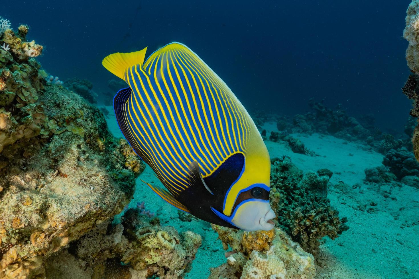 Fish swim in the Red Sea, colorful fish, Eilat Israel photo