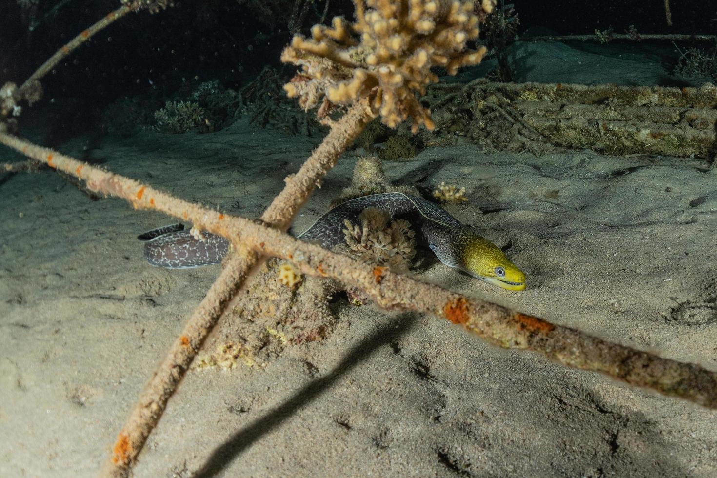 Morena mooray lycodontis undulatus en el mar rojo, eilat israel foto