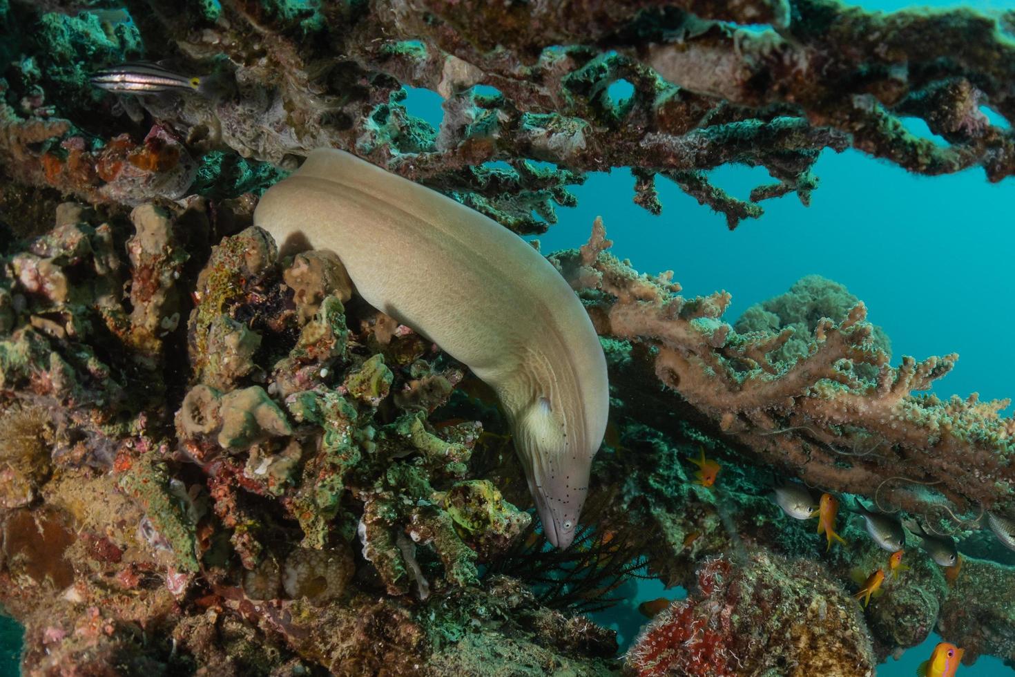 Moray eel Mooray lycodontis undulatus in the Red Sea, Eilat Israel photo