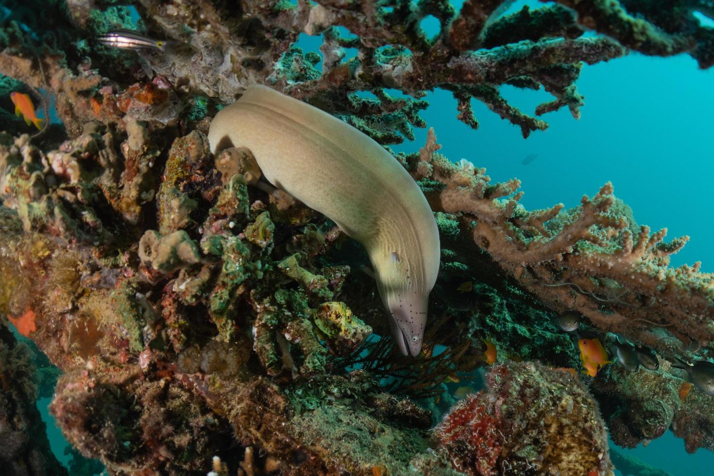 Moray eel Mooray lycodontis undulatus in the Red Sea, Eilat Israel photo