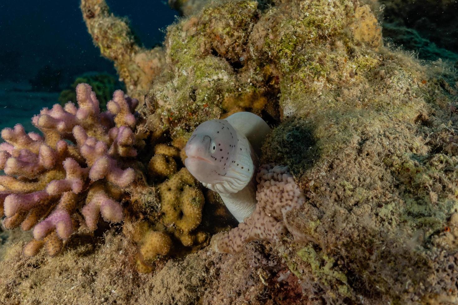 Moray eel Mooray lycodontis undulatus in the Red Sea, Eilat Israel photo