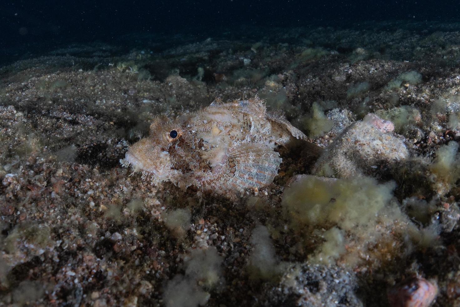 Fish swim in the Red Sea, colorful fish, Eilat Israel photo