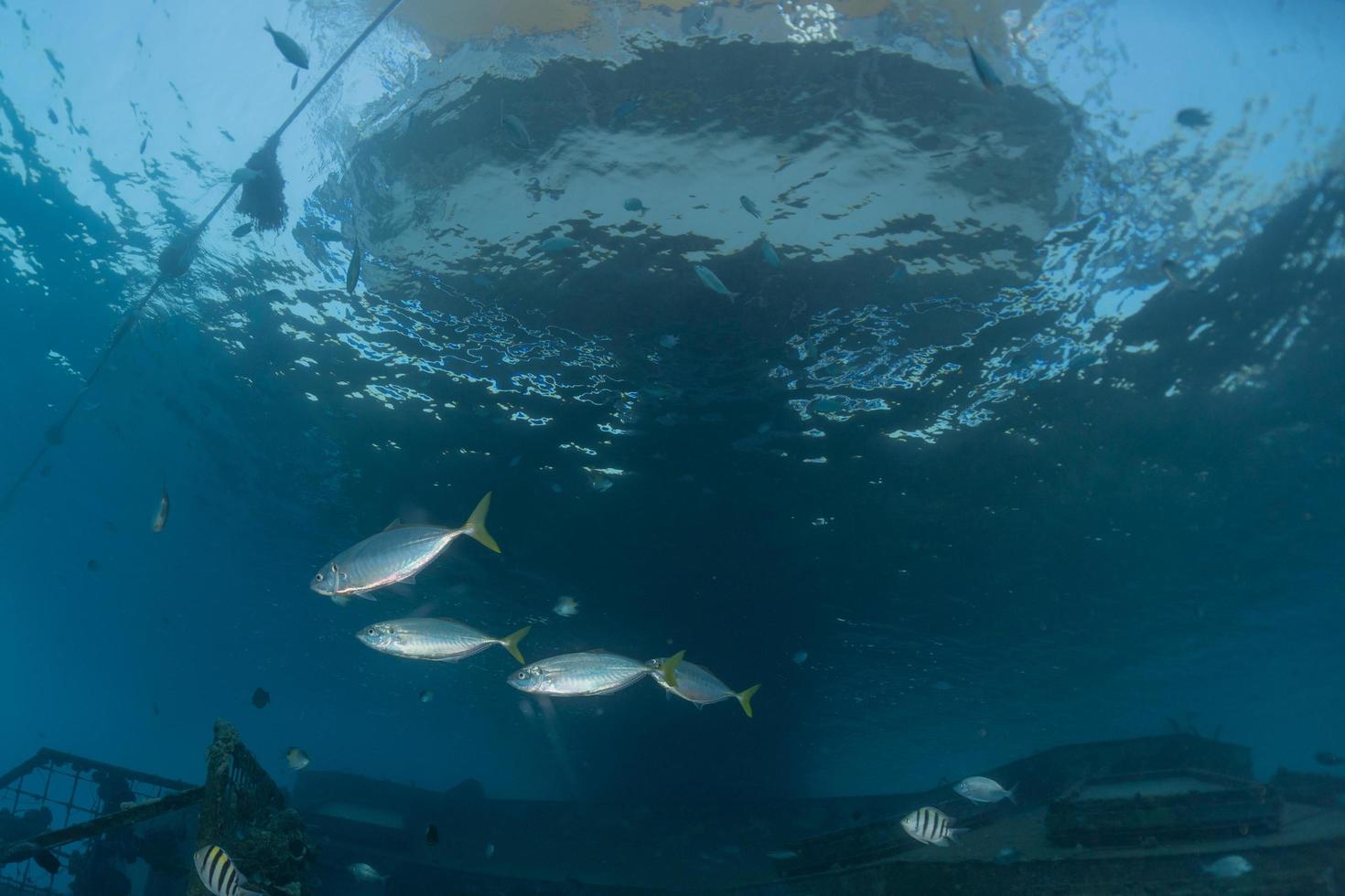 Fish swim in the Red Sea, colorful fish, Eilat Israel photo