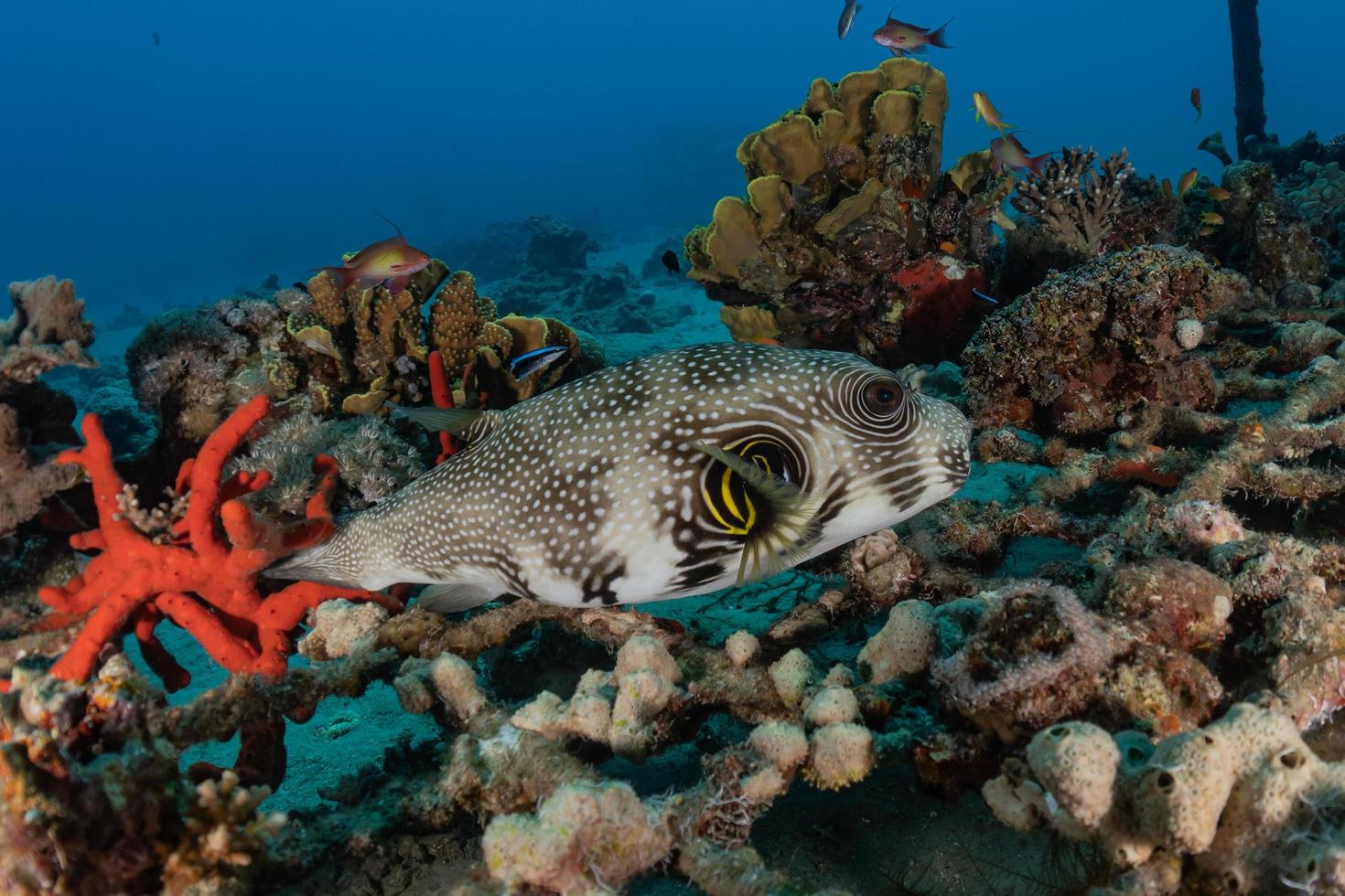 Fish swim in the Red Sea, colorful fish, Eilat Israel photo