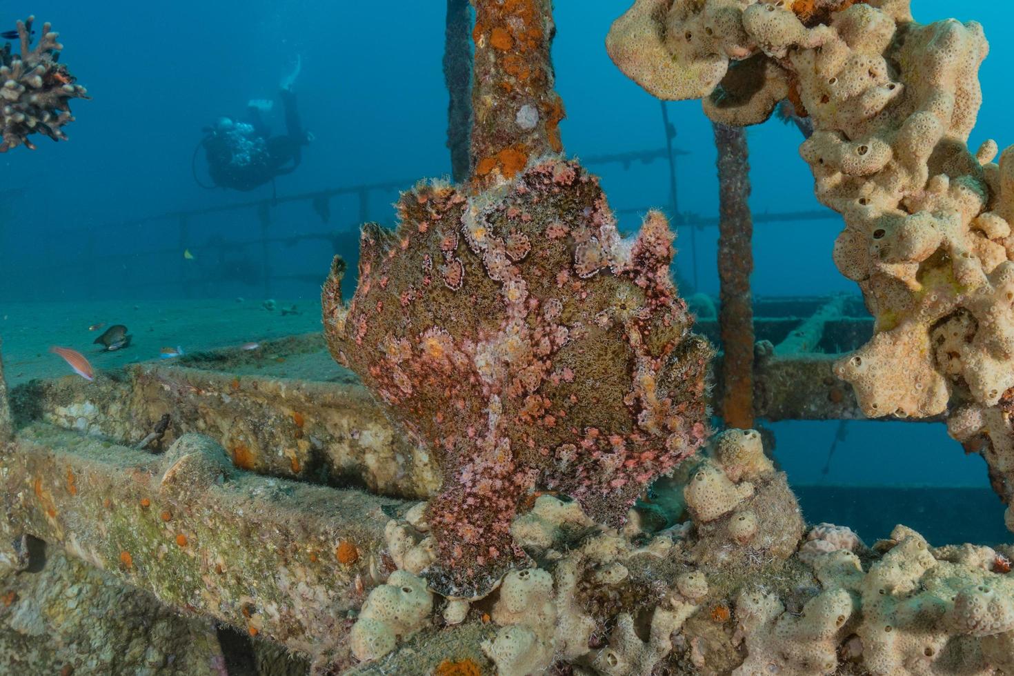 Fish swim in the Red Sea, colorful fish, Eilat Israel photo