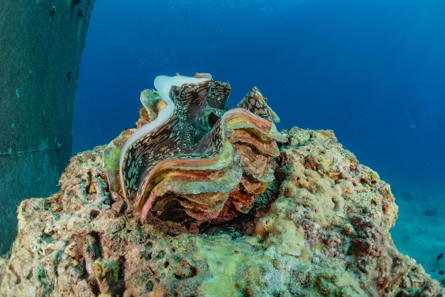 almeja gigante en el mar rojo colorido y hermoso, eilat israel foto