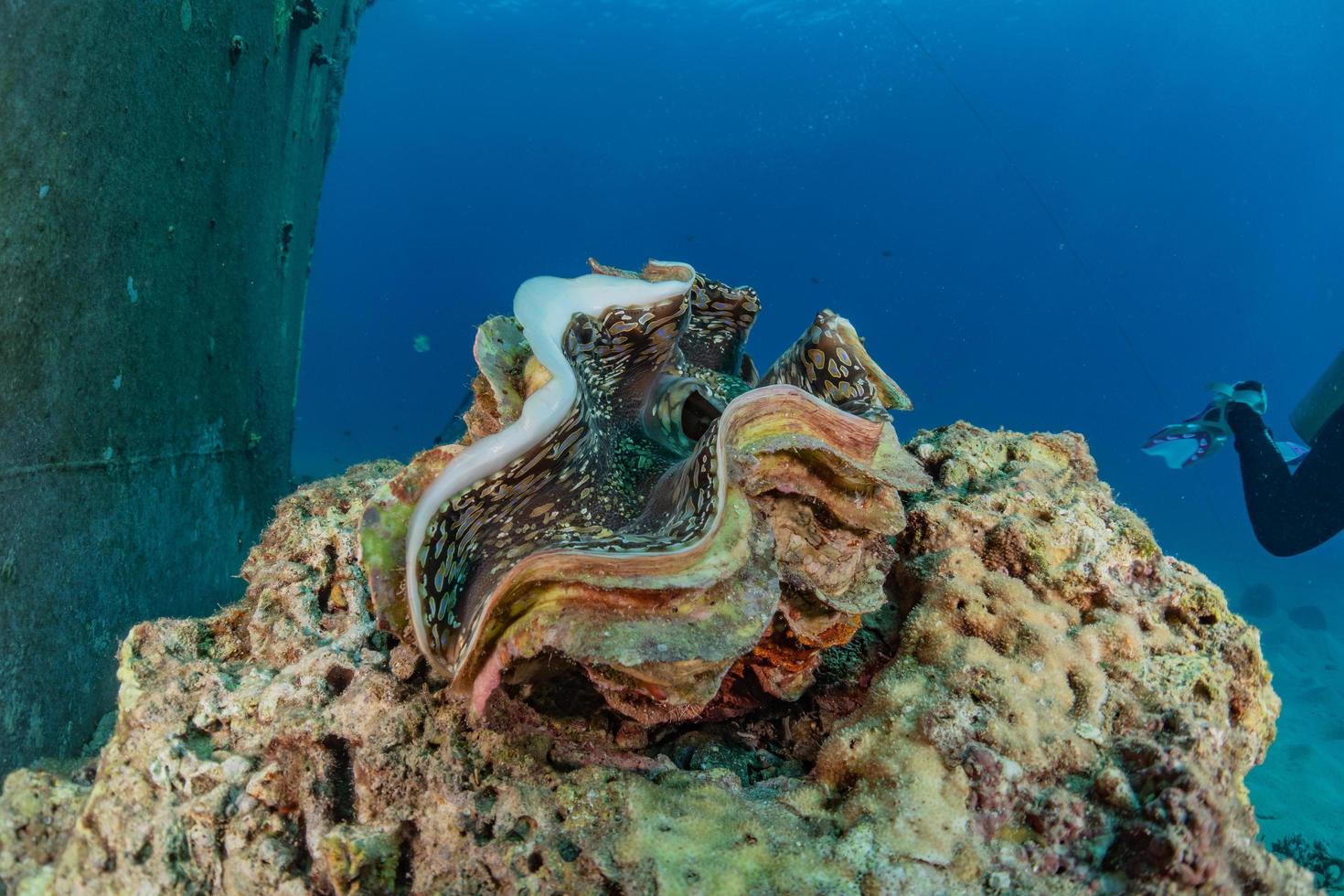 almeja gigante en el mar rojo colorido y hermoso, eilat israel foto