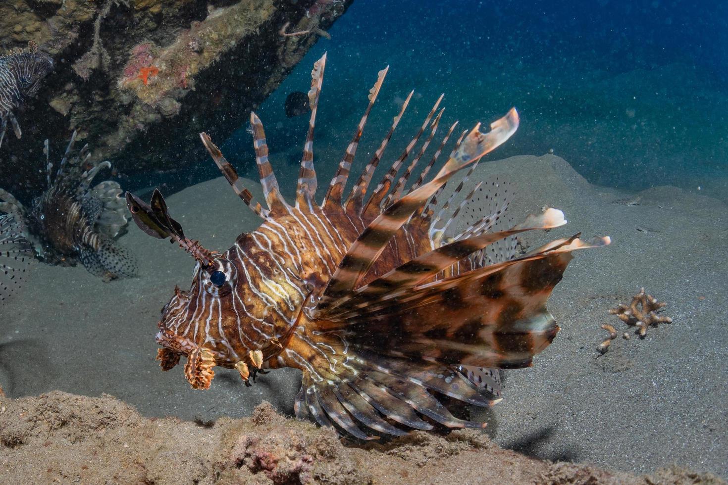 Lion fish in the Red Sea colorful fish, Eilat Israel photo