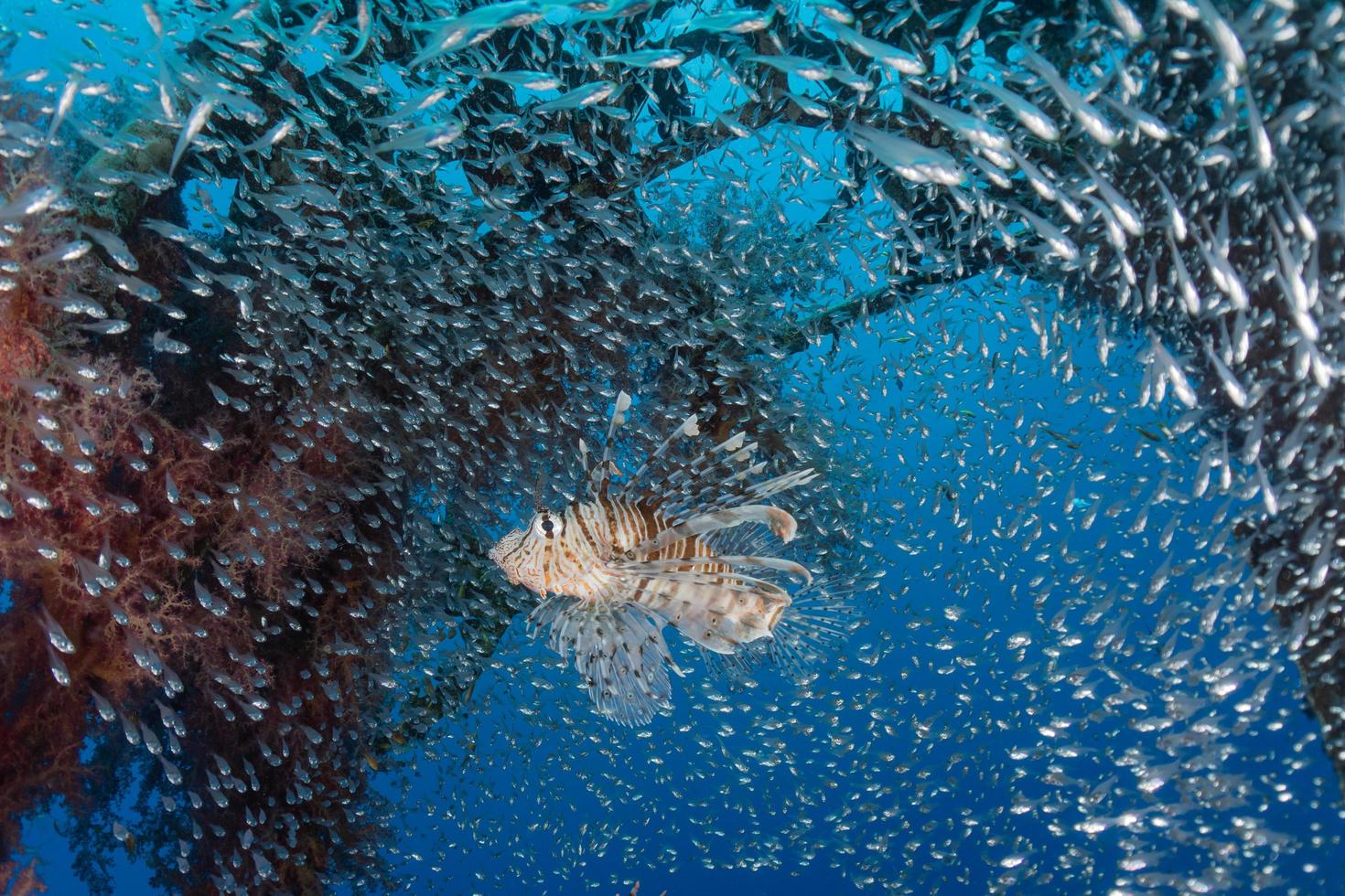 pez león en el mar rojo peces de colores, eilat israel foto