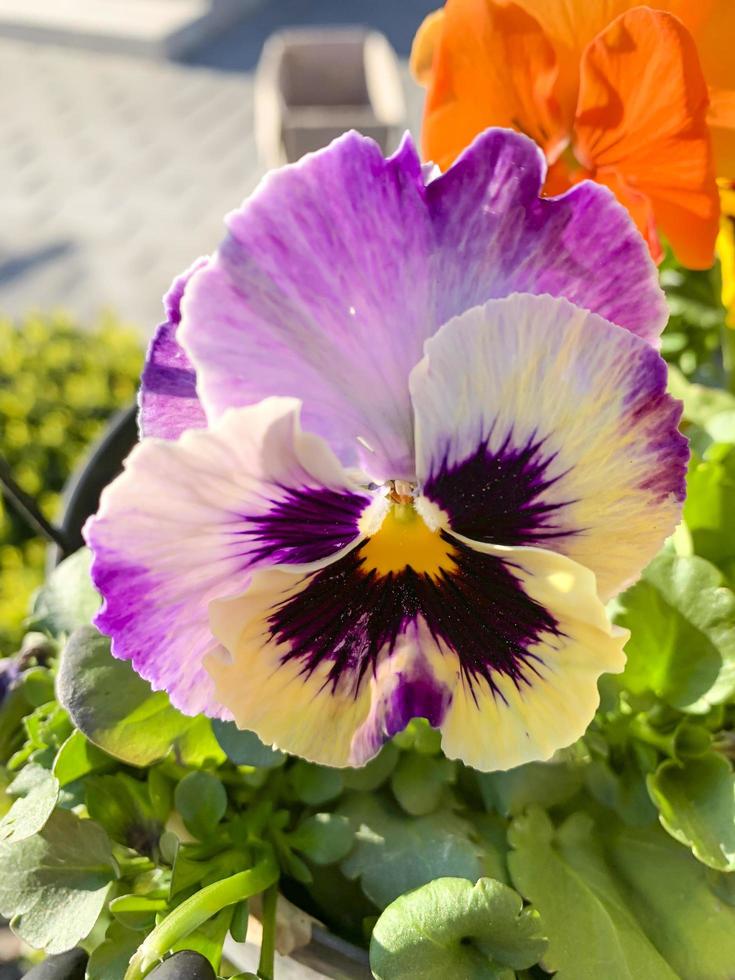 colored Viola flower in garden. Natural photo 4256480 Stock Photo at