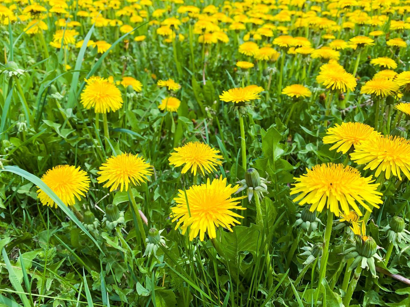 colored Dandelion Yellow Flowers Natural green Background 4256487 Stock ...