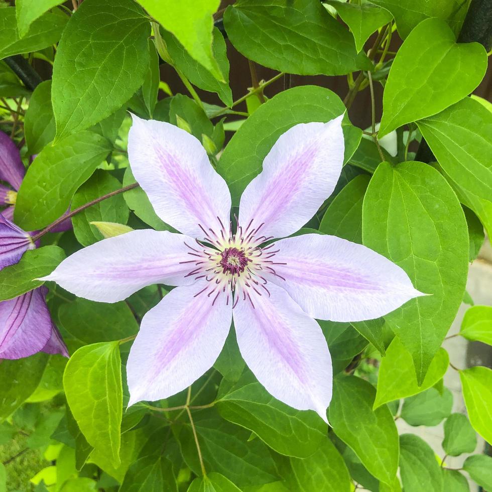 colored Beautiful clematis flower on natural background 4256515 Stock