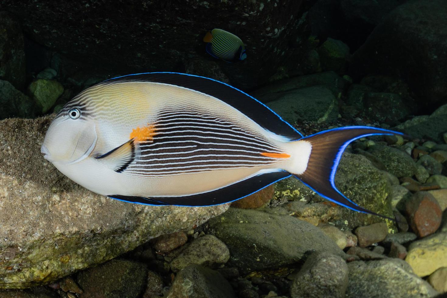 Fish swim in the Red Sea, colorful fish, Eilat Israel photo