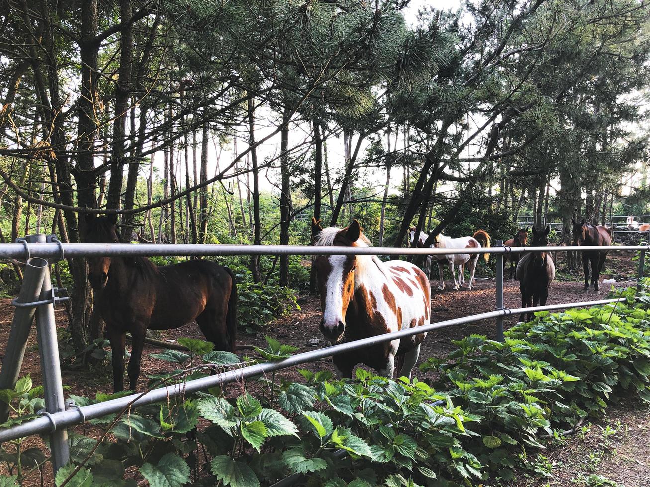 The horse is in the paddock on Jeju island. South Korea photo