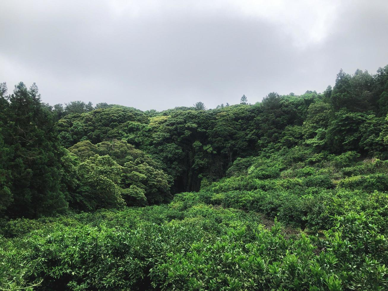 bosque de montaña verde con palmeras en la isla de jeju, corea del sur foto