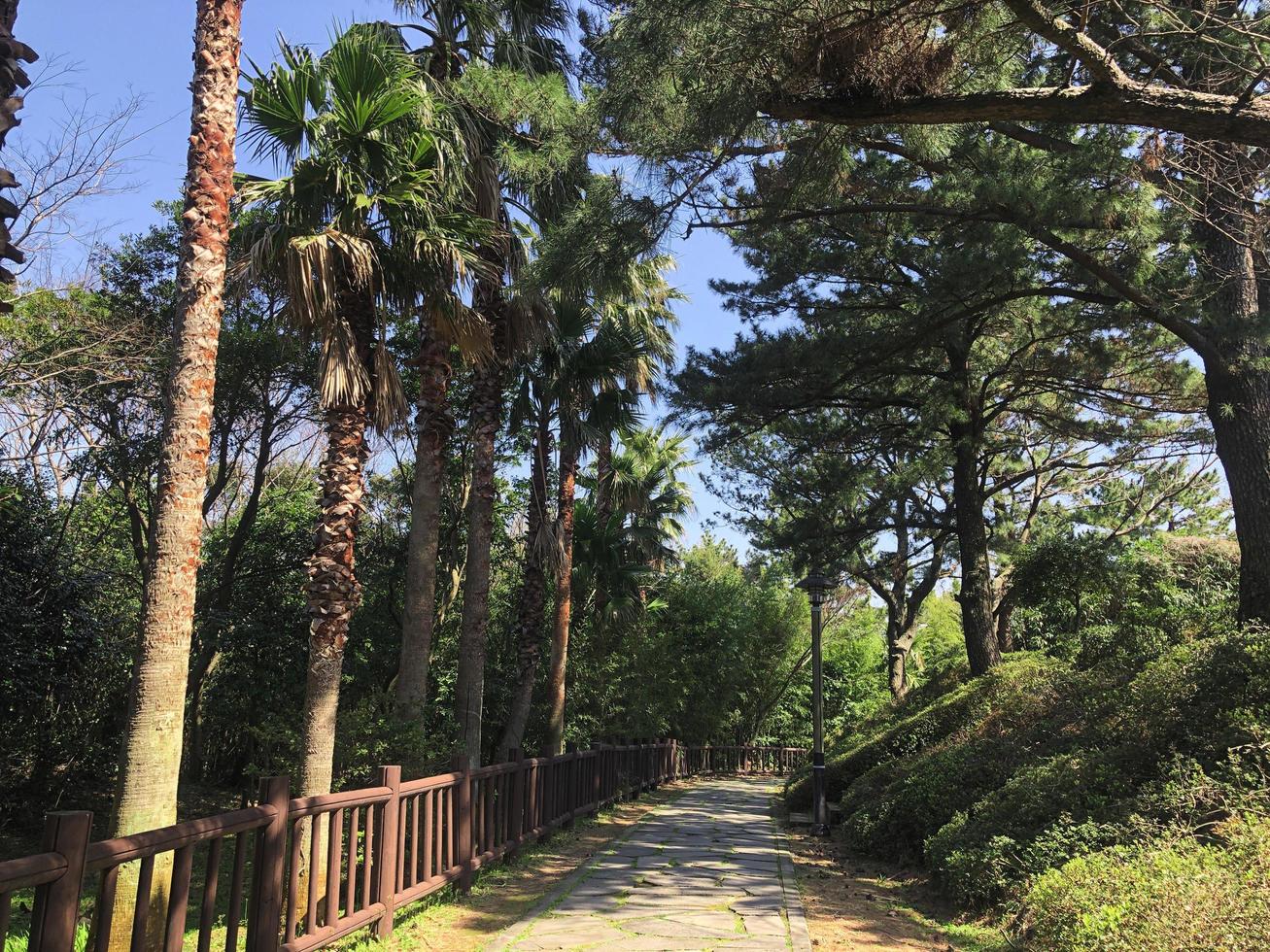 callejón con palmeras en el parque. isla de jeju, corea del sur foto