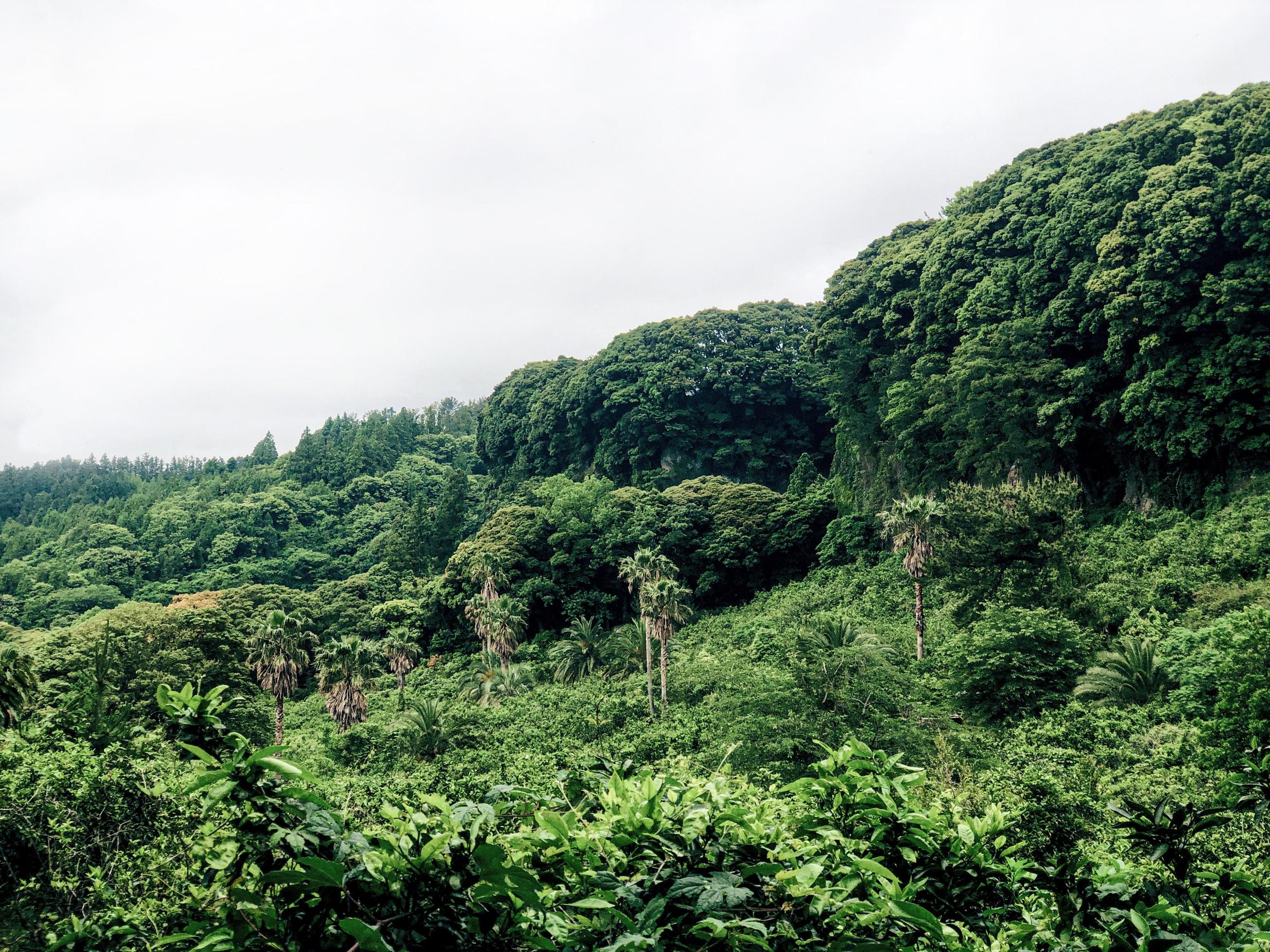 Green mountain forest with palm trees on Jeju Island, South Korea