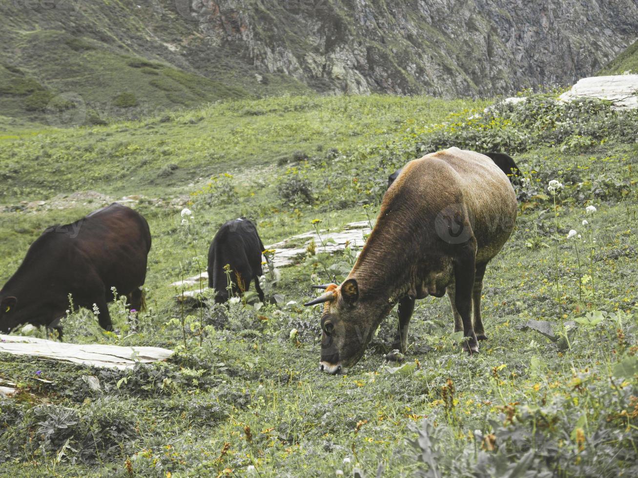 vacas en el prado de las montañas del cáucaso. roza khutor, rusia foto