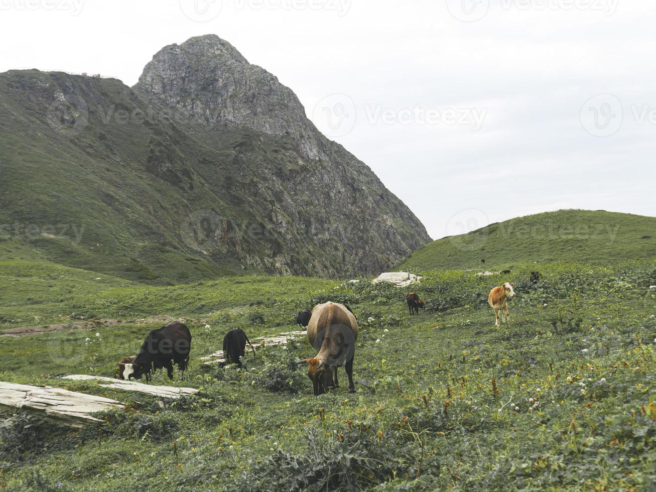 vacas en el prado de las montañas del cáucaso. roza khutor, rusia foto