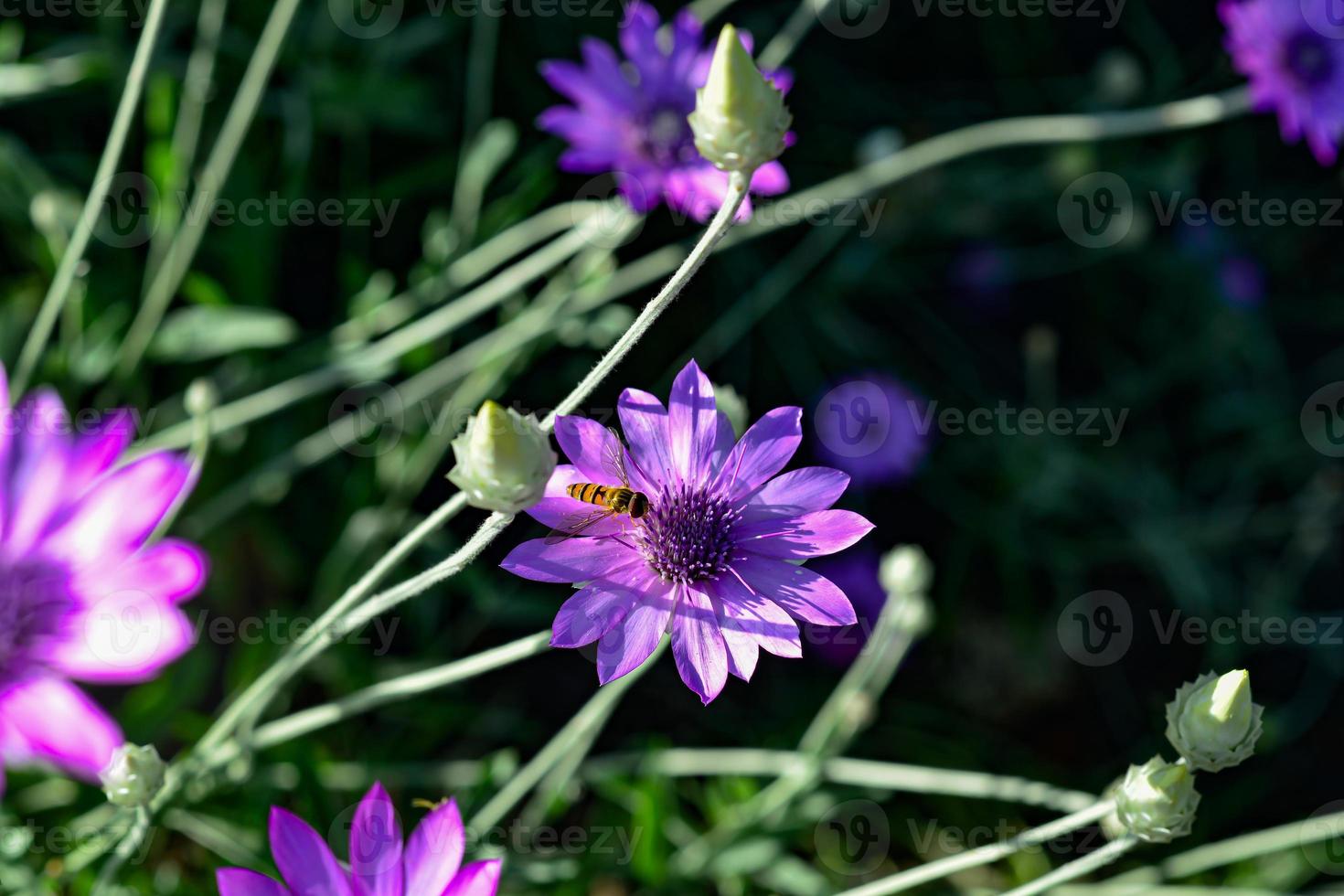 Flor violeta de siempre eterna o siempreviva, Xeranthemum annuum, macro, enfoque selectivo foto