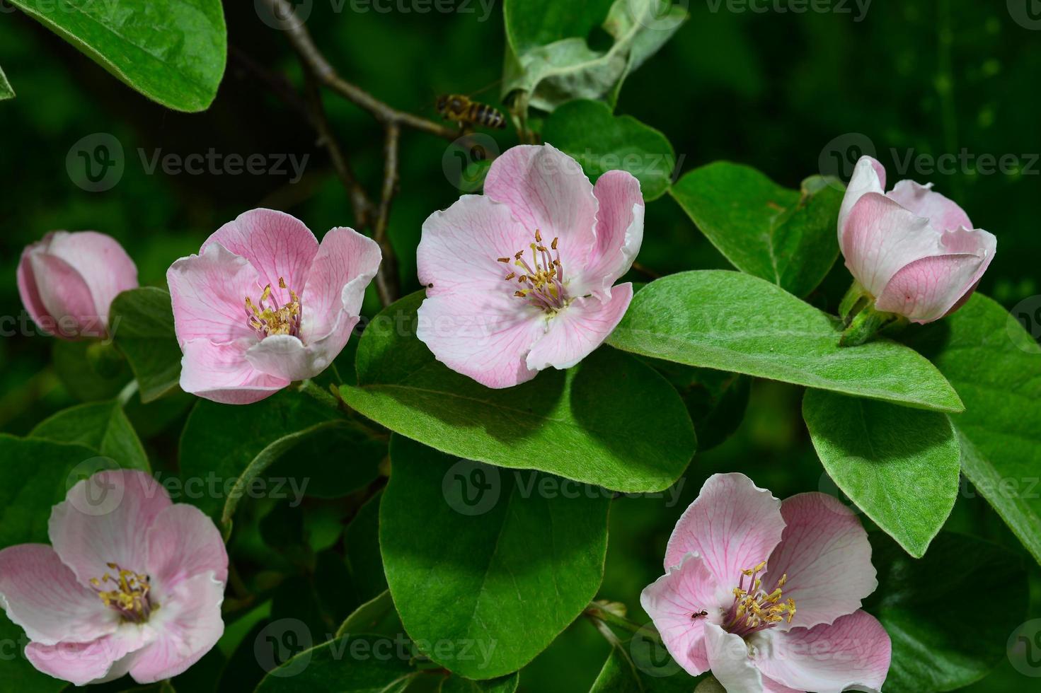 Quince flowers, Cydonia oblonga, is a species of shrubs or small trees of the Rosaceae family. Its fruits are quinces photo