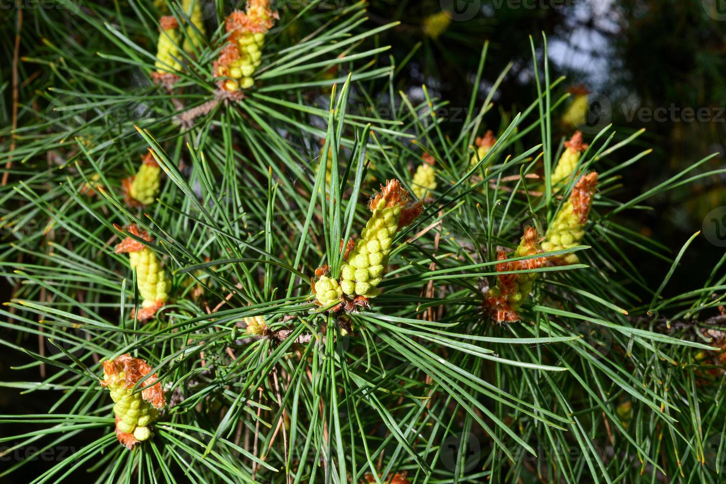 Young shoots on the branches of a pine tree in the spring season photo