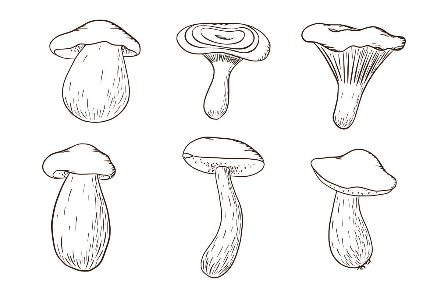 Edible Forest Mushrooms Collection. White mushroom, niscalo, boletus, chanterelle. Set of hand drawn mushrooms for coloring book, logo, sticker, print, menu design and decoration vector