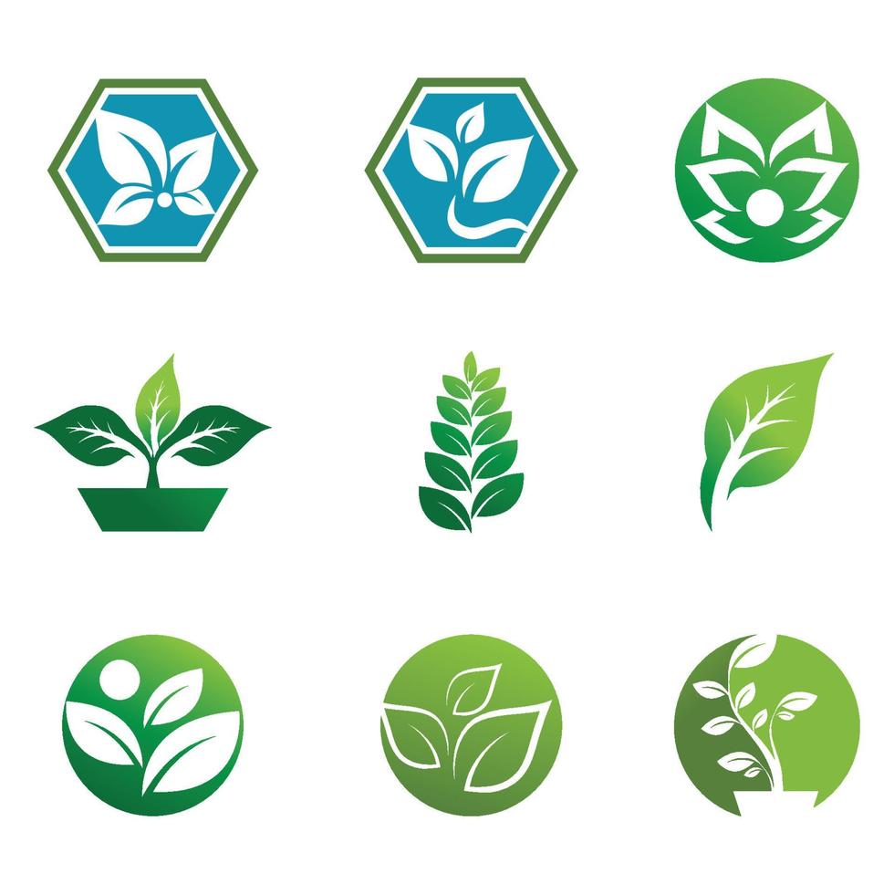 Mint leaves flat vector color icon template illustration design