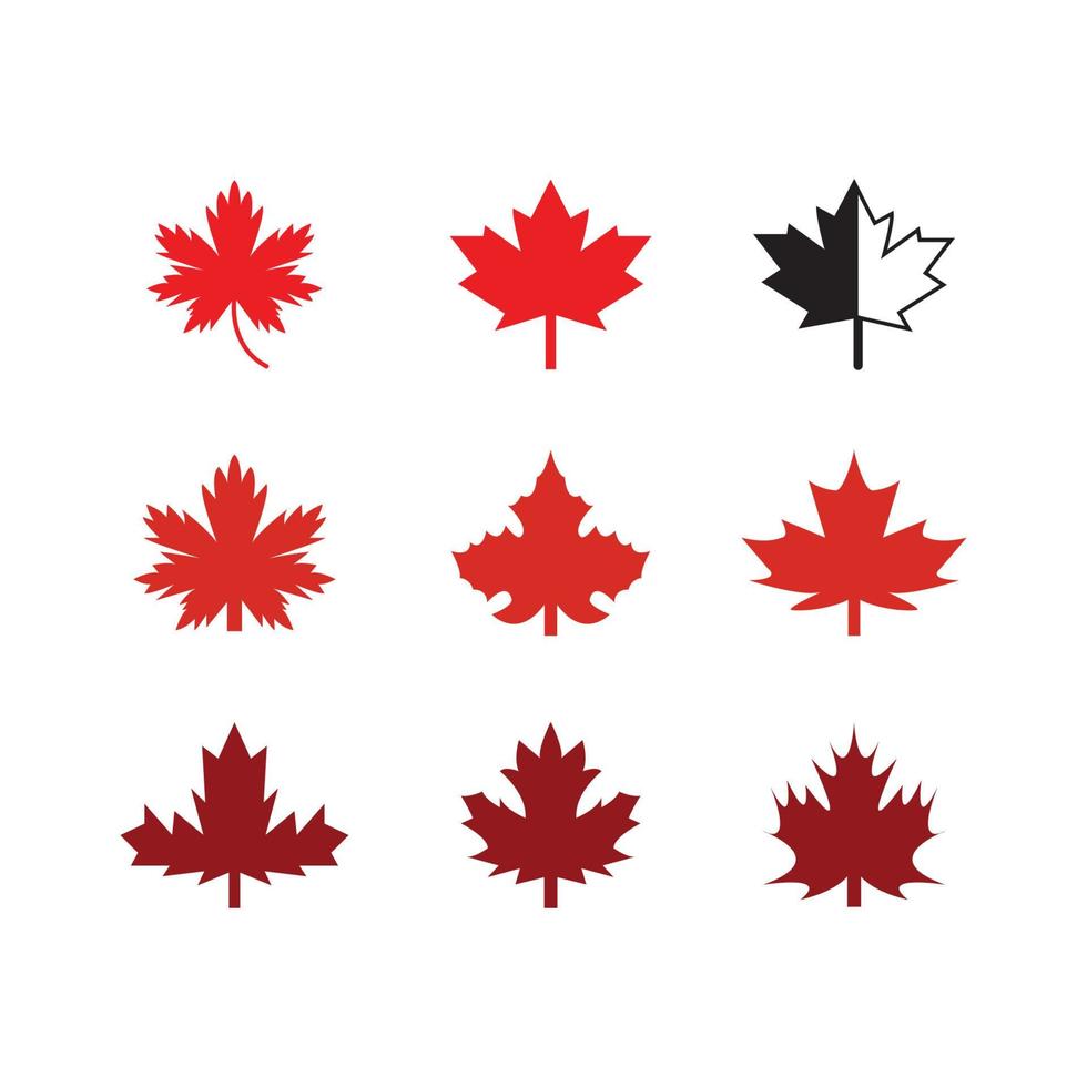 Maple leaf vector illustration design template