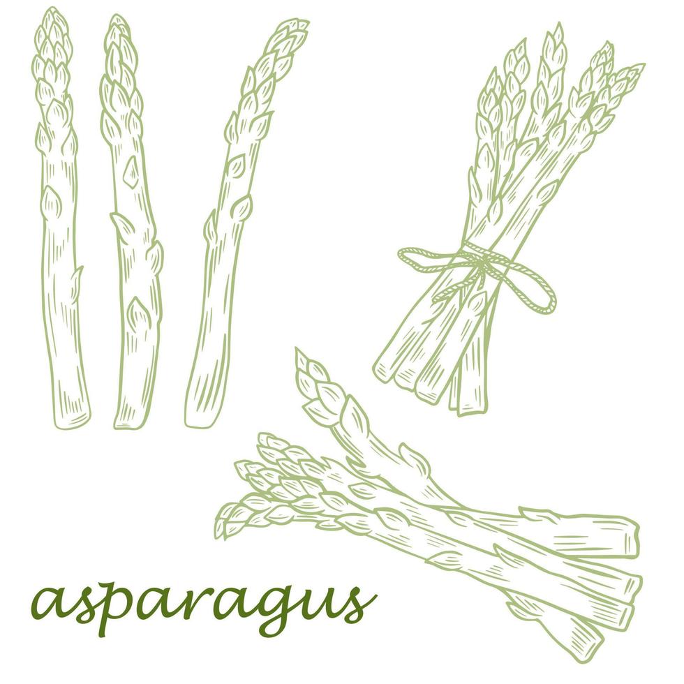 Set of hand sketches of asparagus single pods and bunches vector illustration