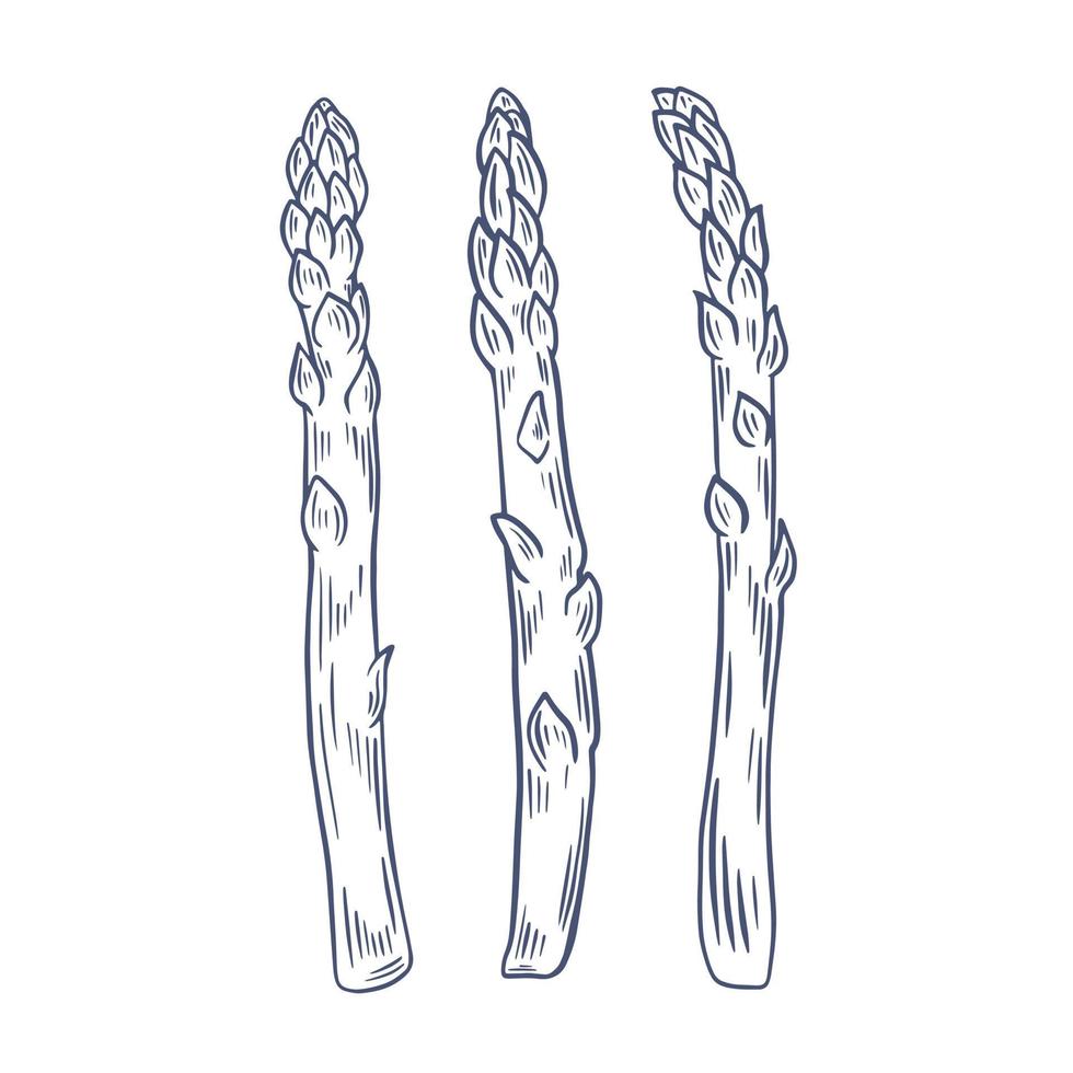 Asparagus sprouts drawn sketch vector illustration