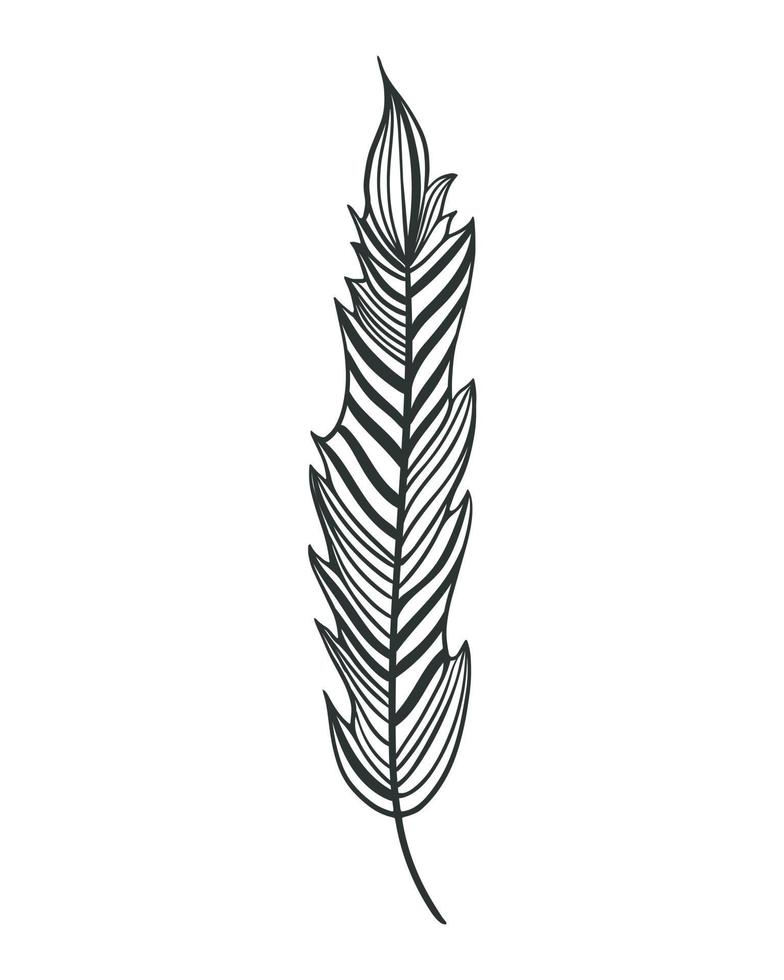 Elongated isolated bird feather vector illustration