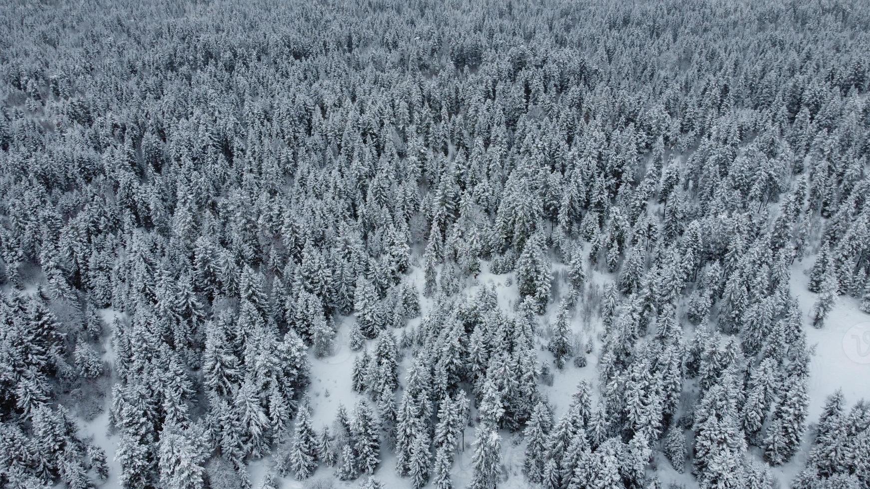 Vista aérea del bosque nevado - vista de drone de los árboles nevados foto