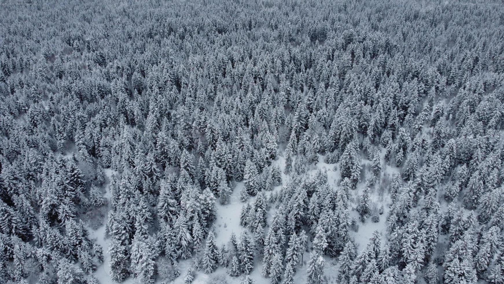 Vista aérea del bosque nevado - vista de drone de los árboles nevados foto