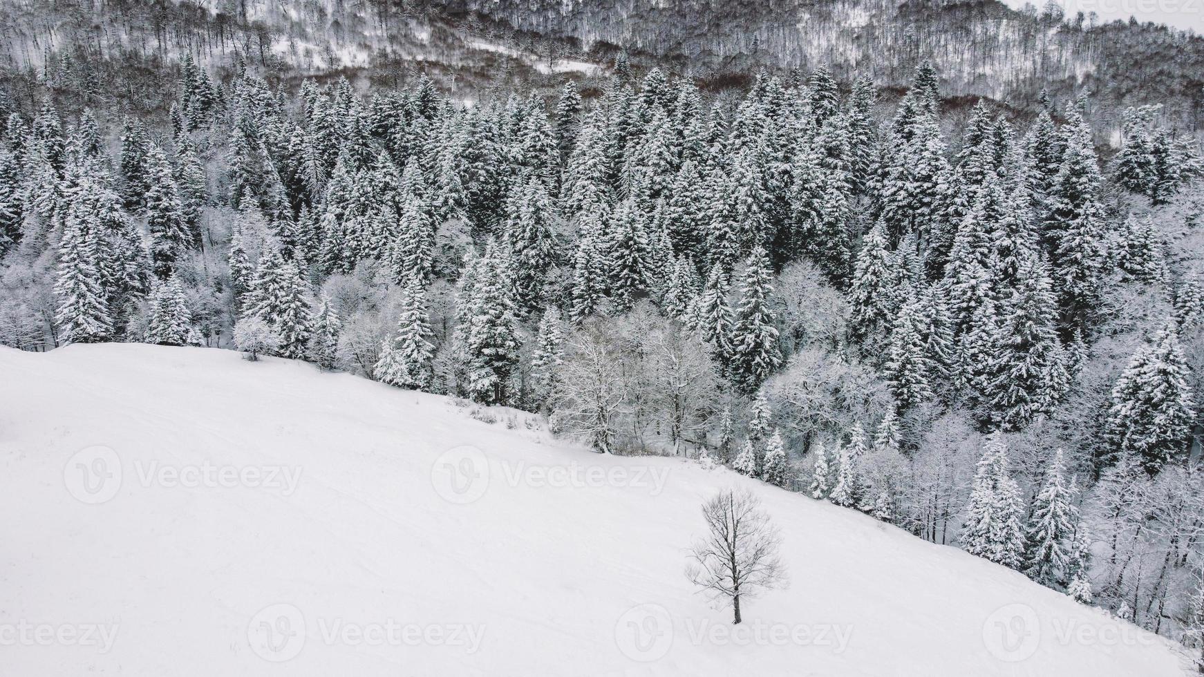 Vista aérea del bosque nevado - vista de drone de los árboles nevados foto