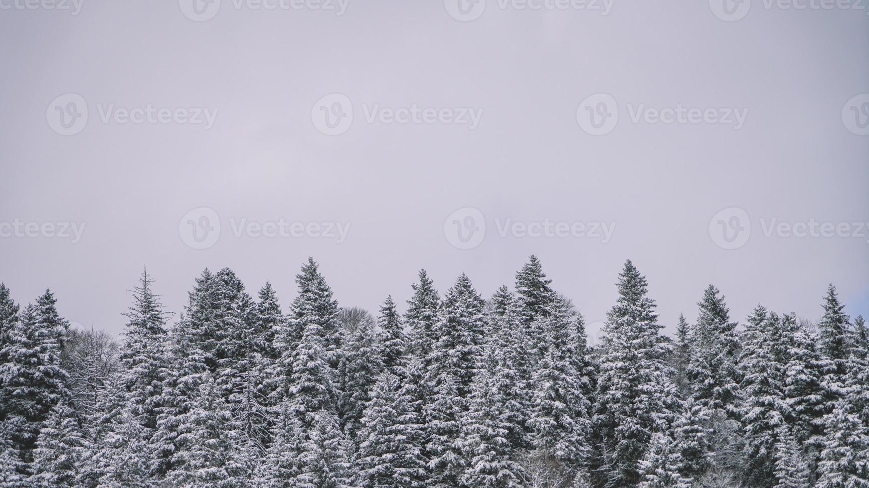 Snowed Forest Aerial View - Drone view of the Snowed Trees photo