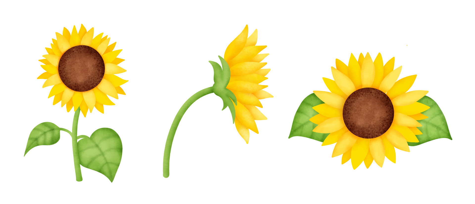 yellow sunflower clipart outline