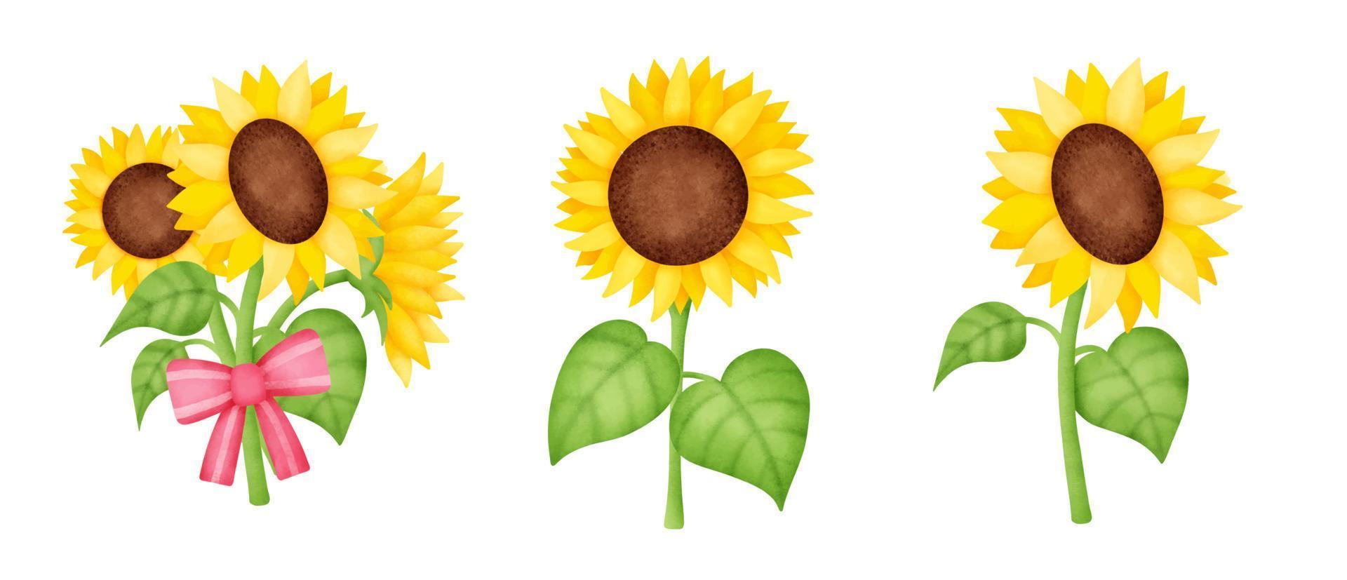 Conjunto de girasol acuarela dibujada a mano. vector