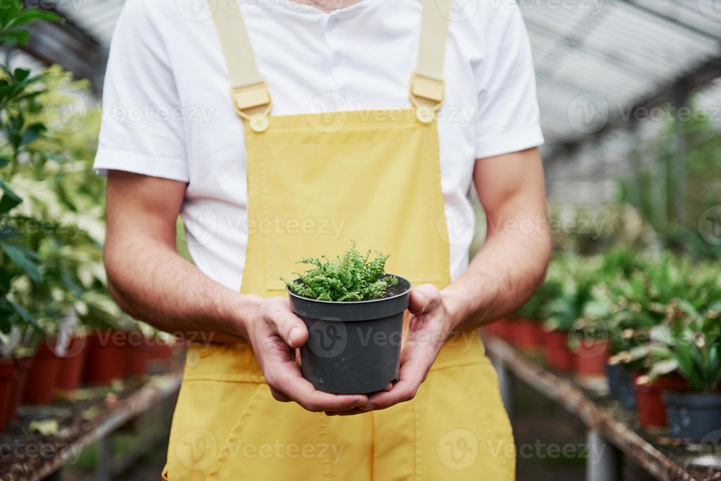 cuidando la naturaleza. Hombre sujetando jarrón en invernadero y plantas en segundo plano. foto