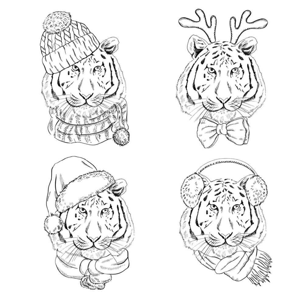 un conjunto de retratos hechos a mano de un tigre con bufandas y sombreros navideños de punto. ilustración vectorial vintage. ilustración de año nuevo y navidad. vector