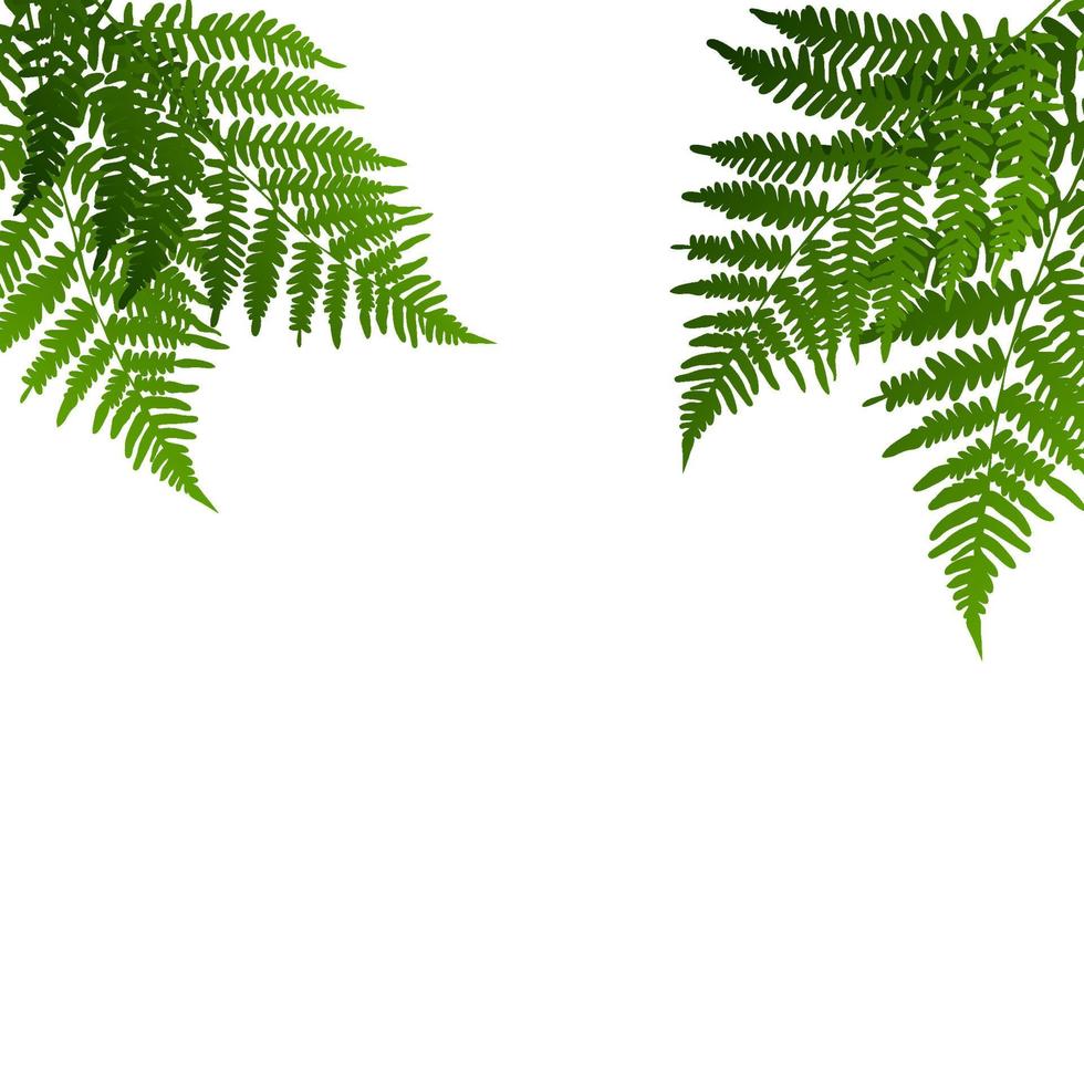 Fern leaf silhouette background on white background. Vector Illustration