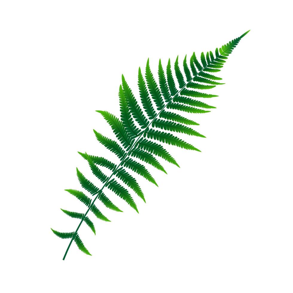 Fern Leaf Vector Background Illustration