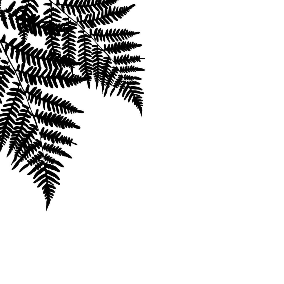 Fern leaf silhouette background on white background. Vector Illustration