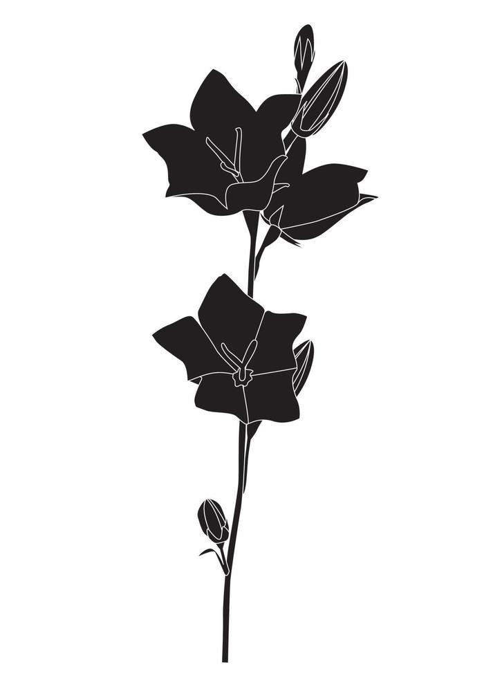 Hand drawn Campanula Flower silhouette on white background. Vector Illustration