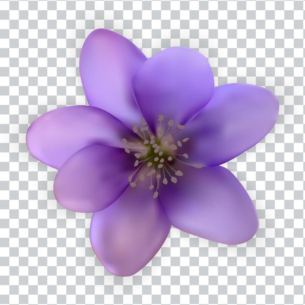 Colorful naturalistic bluebell flower. snowdrop vector
