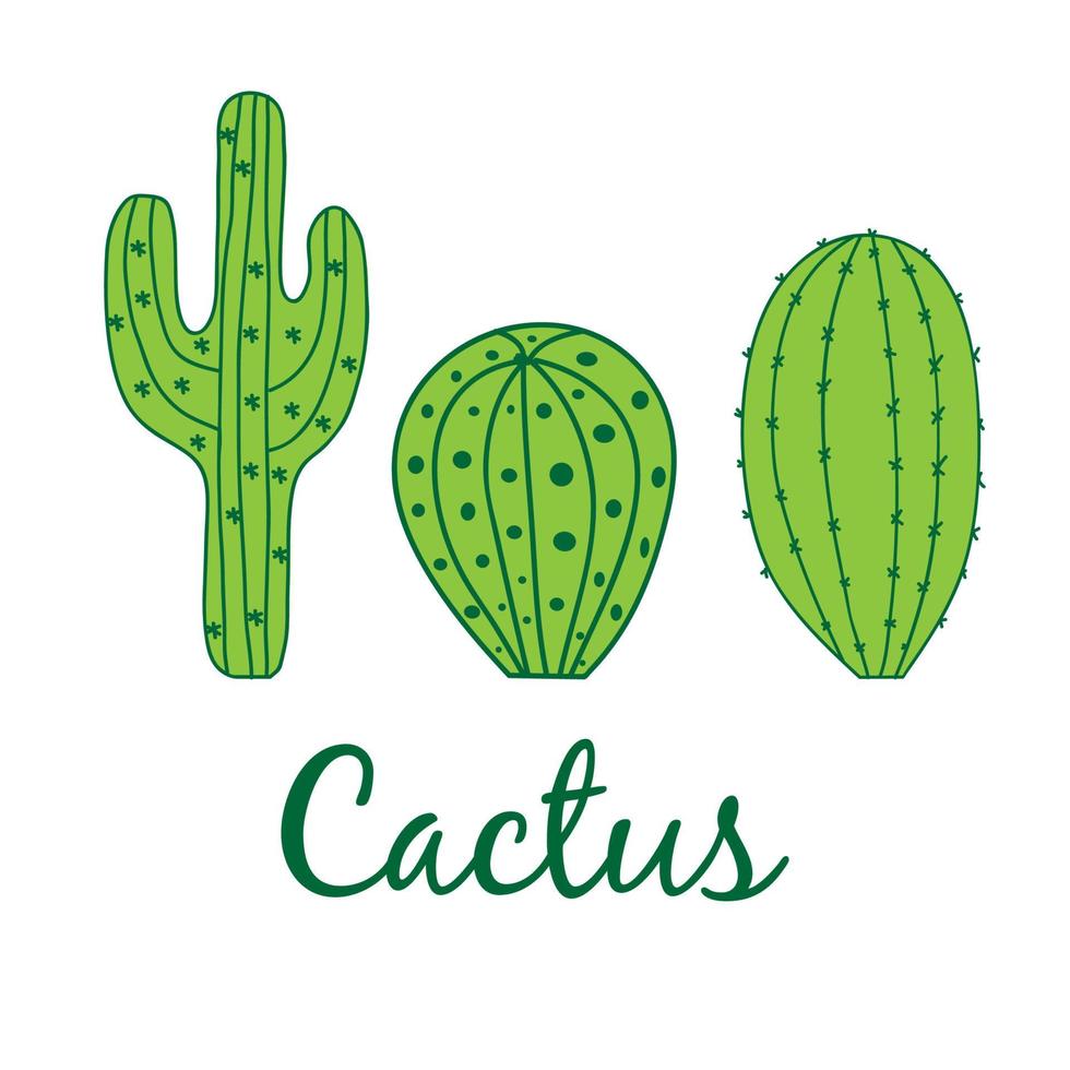 Three Green Cactus on whitr background. Vector Illustration