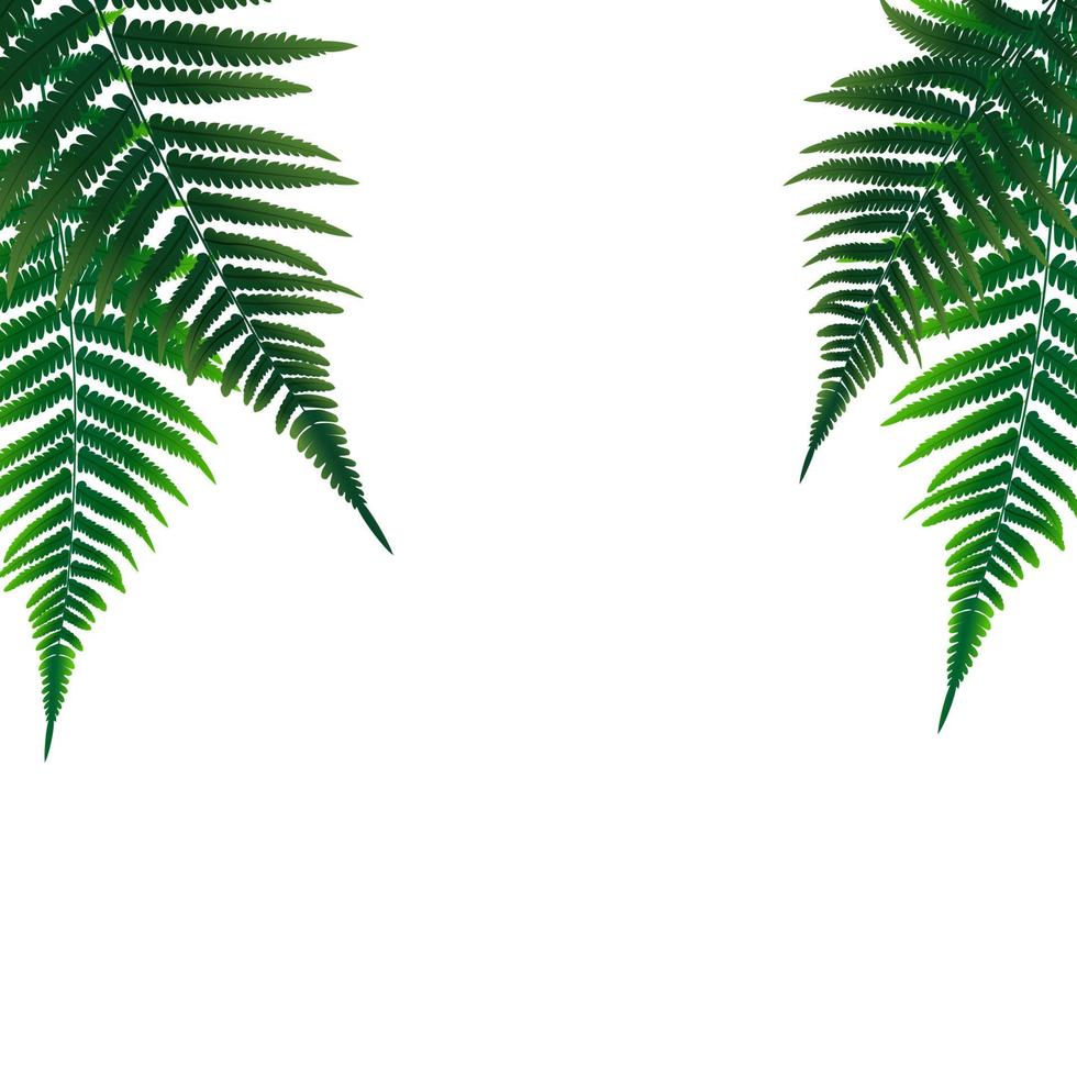 Fern Leaf Vector Background Illustration